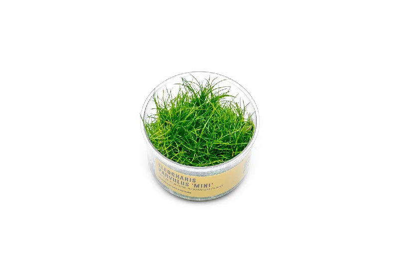 Dwarf Hair Grass UNS Tissue Culture