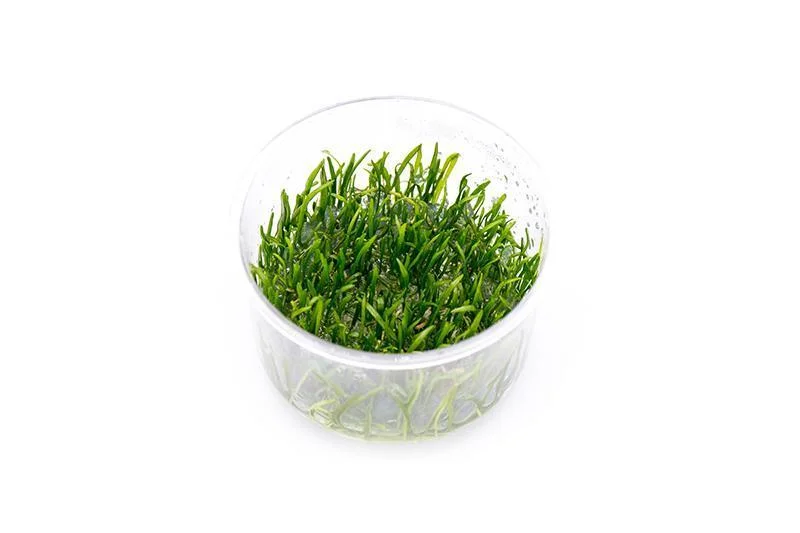 Micro Sword/ Lilaeopsis Novaezelandiae UNS Tissue Culture