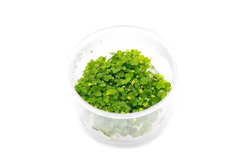 Hydrocotyle Tripartita UNS Tissue Culture