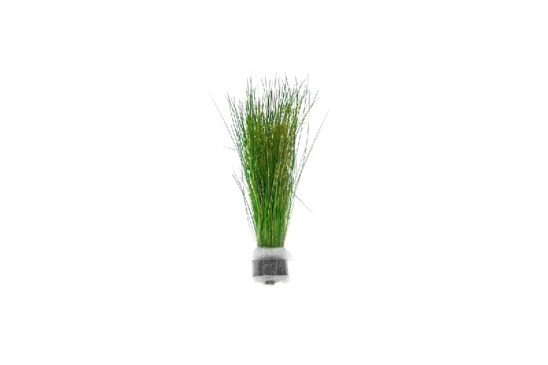 Dwarf Hair Grass