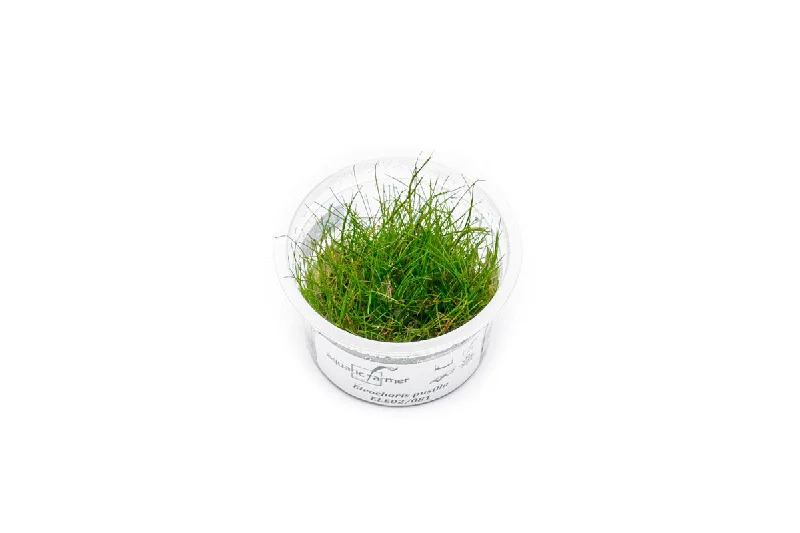 Eleocharis Pusillis Aquatic Farmer Tissue Culture