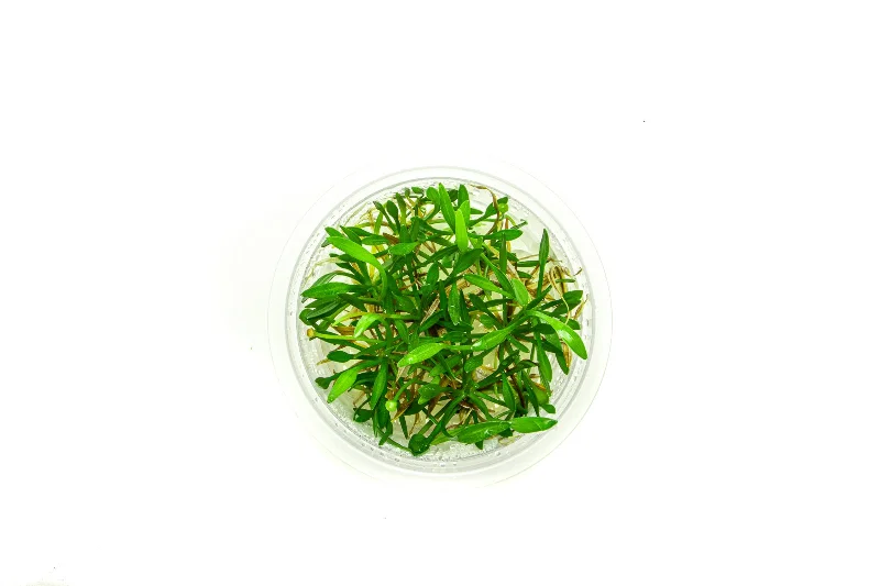 Helanthium Tenellum Aquatic Farmer Tissue Culture